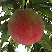 4021